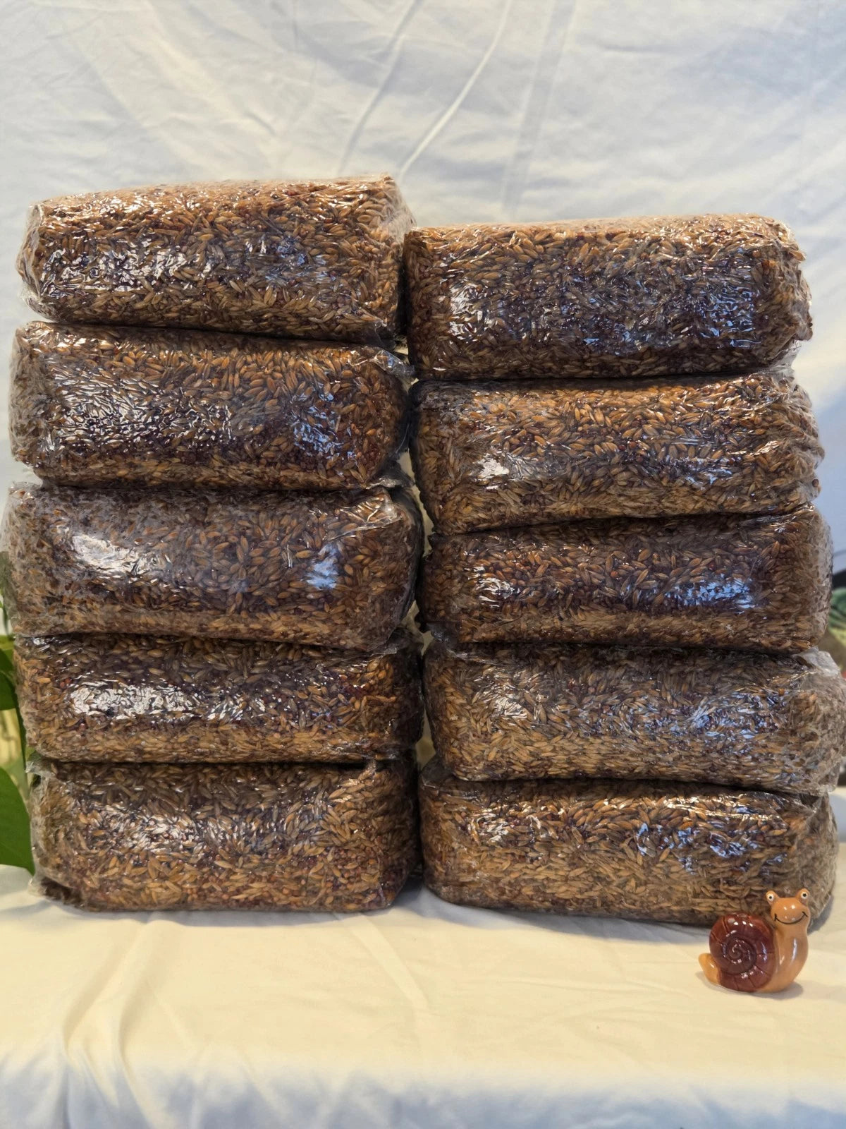 30 LBS Mushroom Mixed Grain Spawn Bag Sterilized with INJ Port