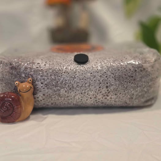 Colonized Mushroom Grain bundle