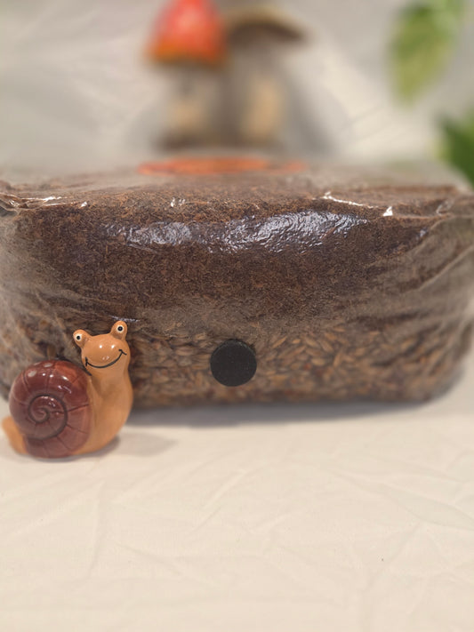 4lb All-in-One Gourmet Mushroom Grow Bag