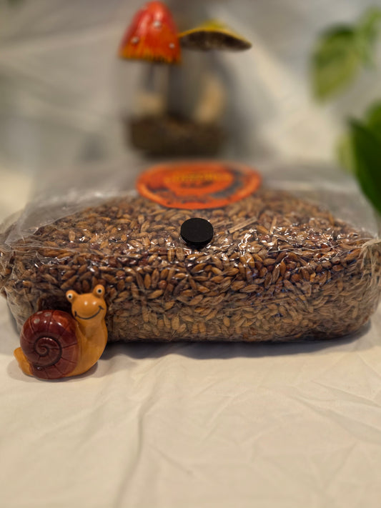 Sterilized Mushroom Mix Grain 3Lb
