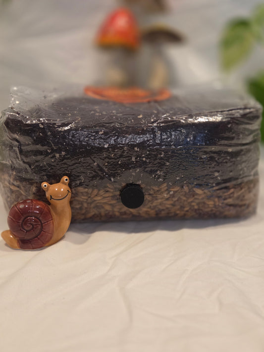 4lb All-in-One Mushroom Grow Bag (Dung Lovers)